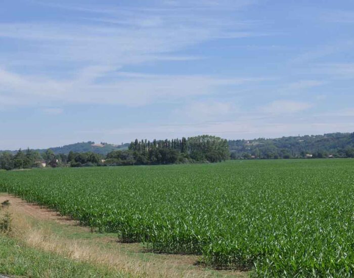 Maisons Terre d'Oc Souel Tarn